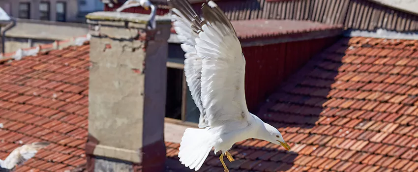 Residential Chimney Animal Removal Solution in Winchester, KY